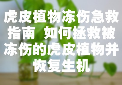 虎皮植物冻伤急救指南 如何拯救被冻伤的虎皮植物并恢复生机
