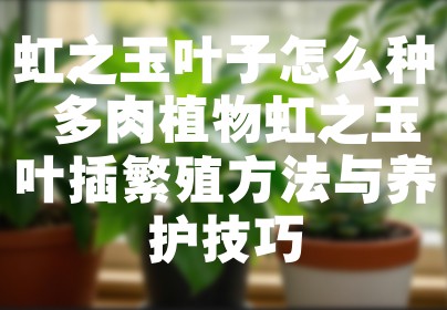 虹之玉叶子怎么种 多肉植物虹之玉叶插繁殖方法与养护技巧