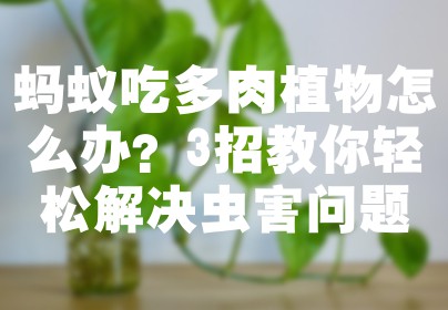 蚂蚁吃多肉植物怎么办？3招教你轻松解决虫害问题
