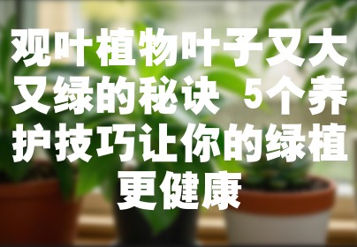 观叶植物叶子又大又绿的秘诀 5个养护技巧让你的绿植更健康