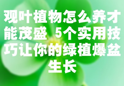 观叶植物怎么养才能茂盛 5个实用技巧让你的绿植爆盆生长