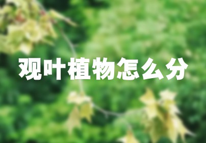 观叶植物怎么分