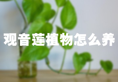观音莲植物怎么养