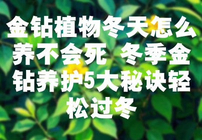 金钻植物冬天怎么养不会死 冬季金钻养护5大秘诀轻松过冬