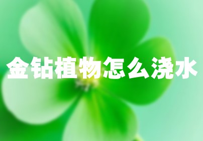 金钻植物怎么浇水