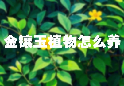 金镶玉植物怎么养