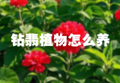 钻翡植物怎么养
