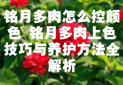 铭月多肉怎么控颜色 铭月多肉上色技巧与养护方法全解析