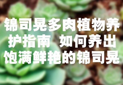 锦司晃多肉植物养护指南 如何养出饱满鲜艳的锦司晃