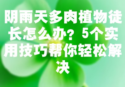 阴雨天多肉植物徒长怎么办？5个实用技巧帮你轻松解决