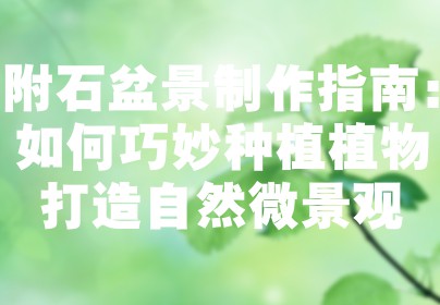 附石盆景制作指南：如何巧妙种植植物打造自然微景观