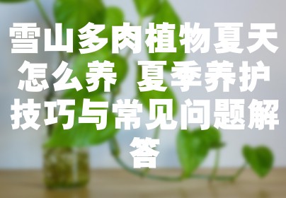 雪山多肉植物夏天怎么养 夏季养护技巧与常见问题解答
