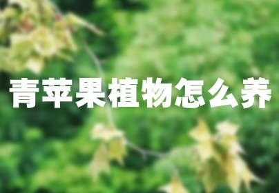 青苹果植物怎么养