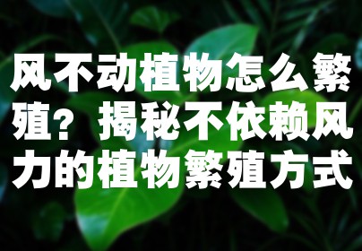 风不动植物怎么繁殖？揭秘不依赖风力的植物繁殖方式
