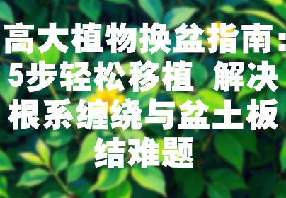 高大植物换盆指南：5步轻松移植 解决根系缠绕与盆土板结难题
