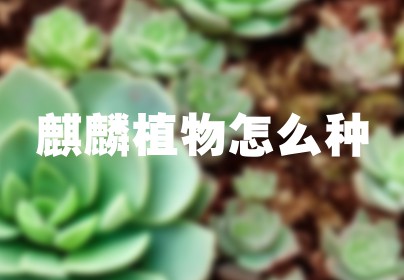 麒麟植物怎么种