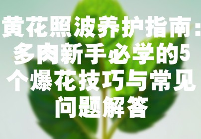 黄花照波养护指南：多肉新手必学的5个爆花技巧与常见问题解答