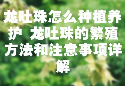 龙吐珠怎么种植养护 龙吐珠的繁殖方法和注意事项详解