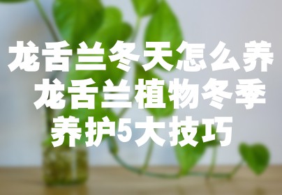 龙舌兰冬天怎么养 龙舌兰植物冬季养护5大技巧