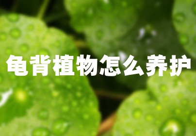 龟背植物怎么养护
